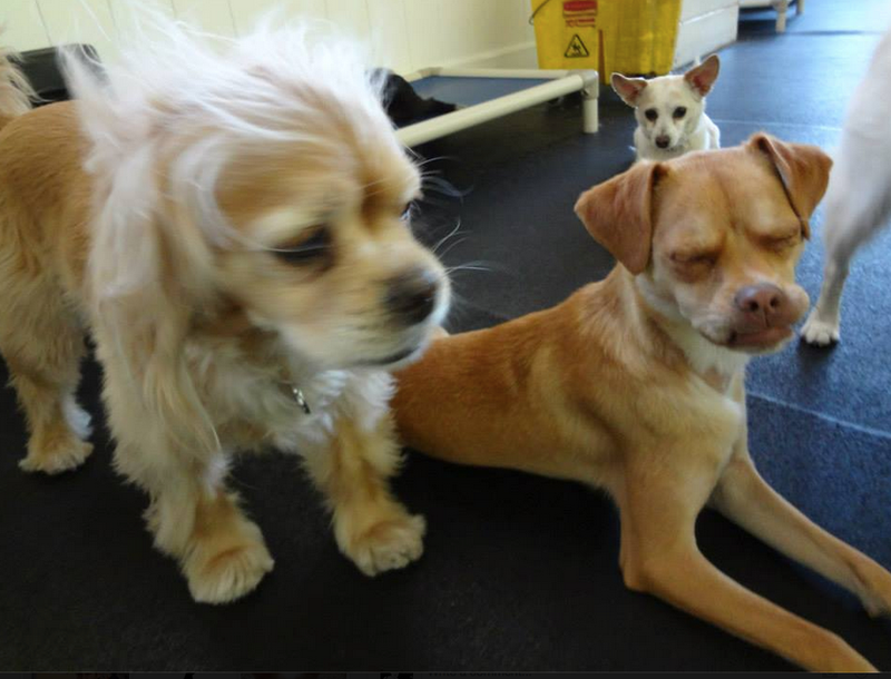 Illustration for article titled Ari is a Lady Dog Who Looks Like Steve Buscemi and Needs a Home.